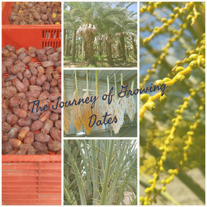 The Journey of Growing Dates